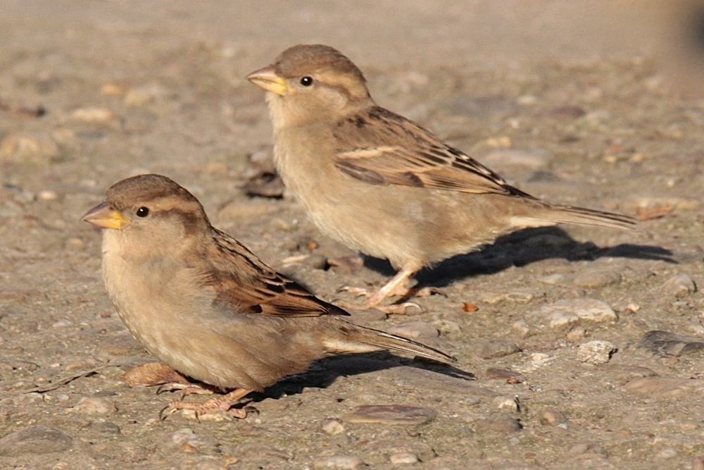 SPATZEN Foto & Bild natur, sperling, tiere Bilder auf