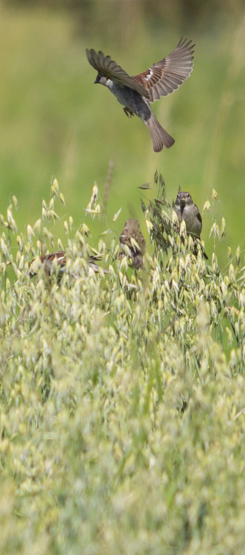 Spatzen im Feld