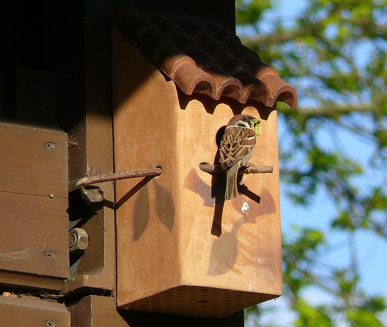 Spatzen im Maisenkasten