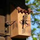 Spatzen im Maisenkasten