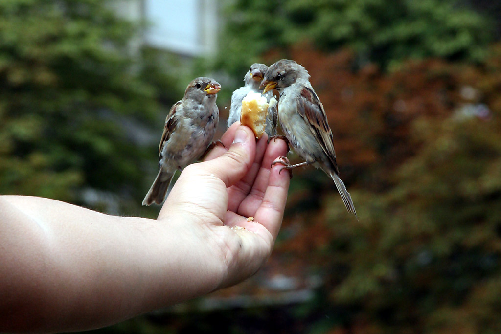 Spatzen in der Hand?