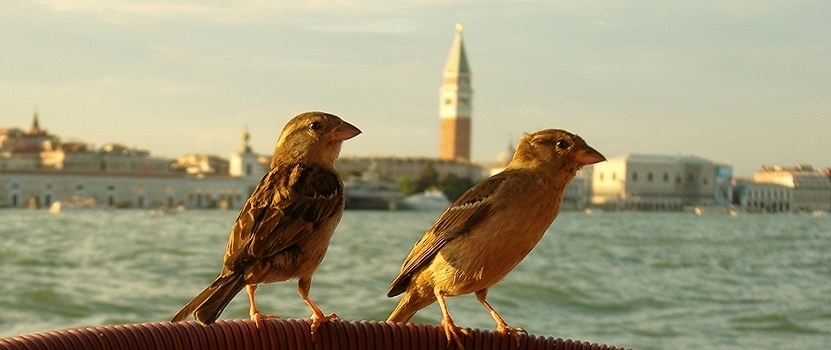 Spatzen in Venedig