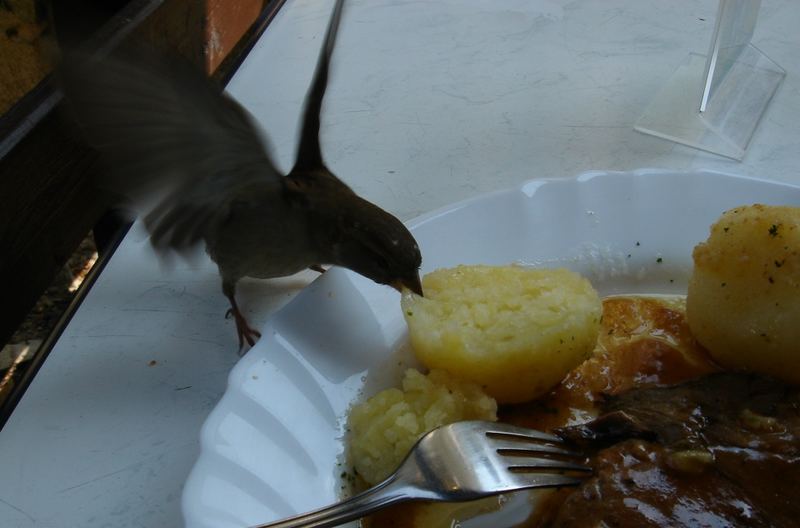 Spatzen Mahlzeit