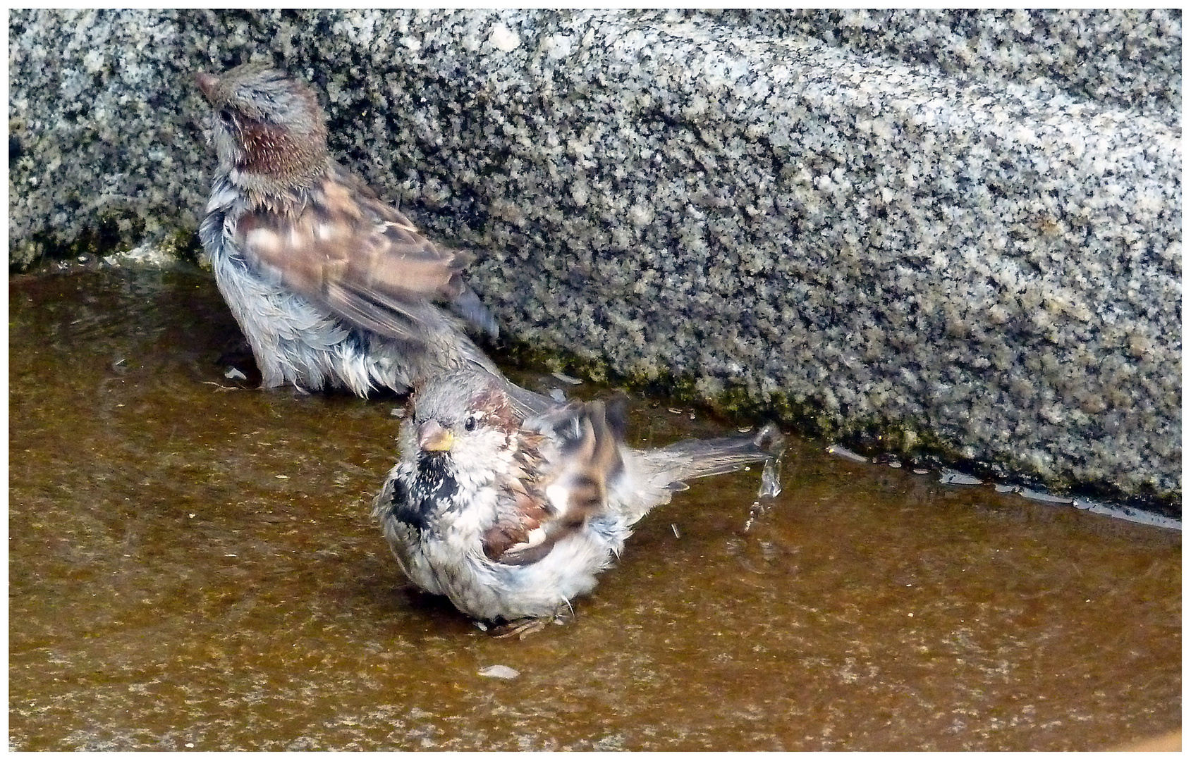 < Spatzen, nützen den Altweibersommer zum baden>