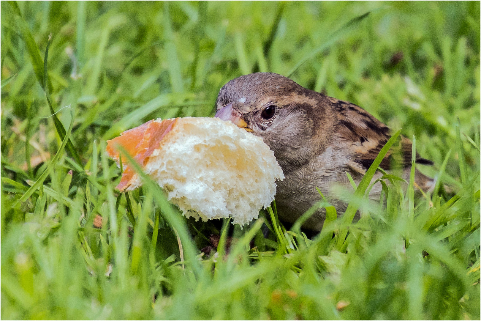 Spatzen - Picknick