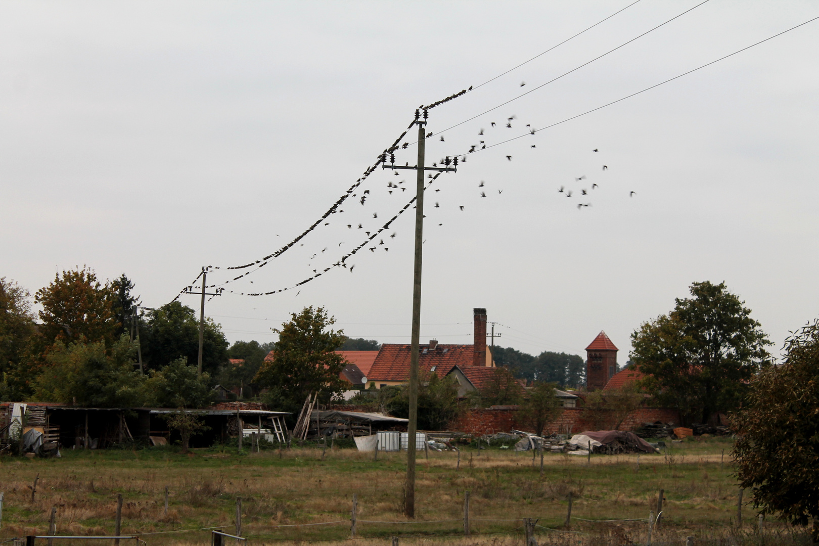 Spatzen unter Strom