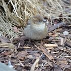 Spatzen Weibchen auf Futtersuche!