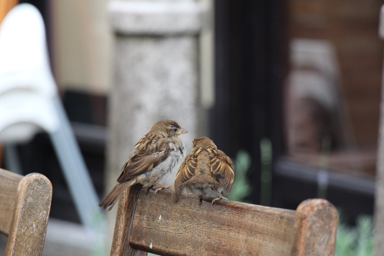 Spatzenbesuch