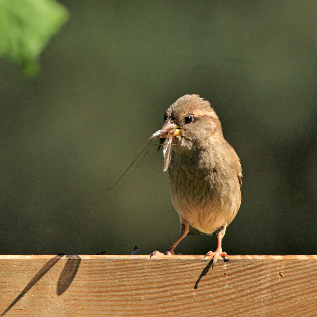 Spatzendame mit Eintagsfliege.