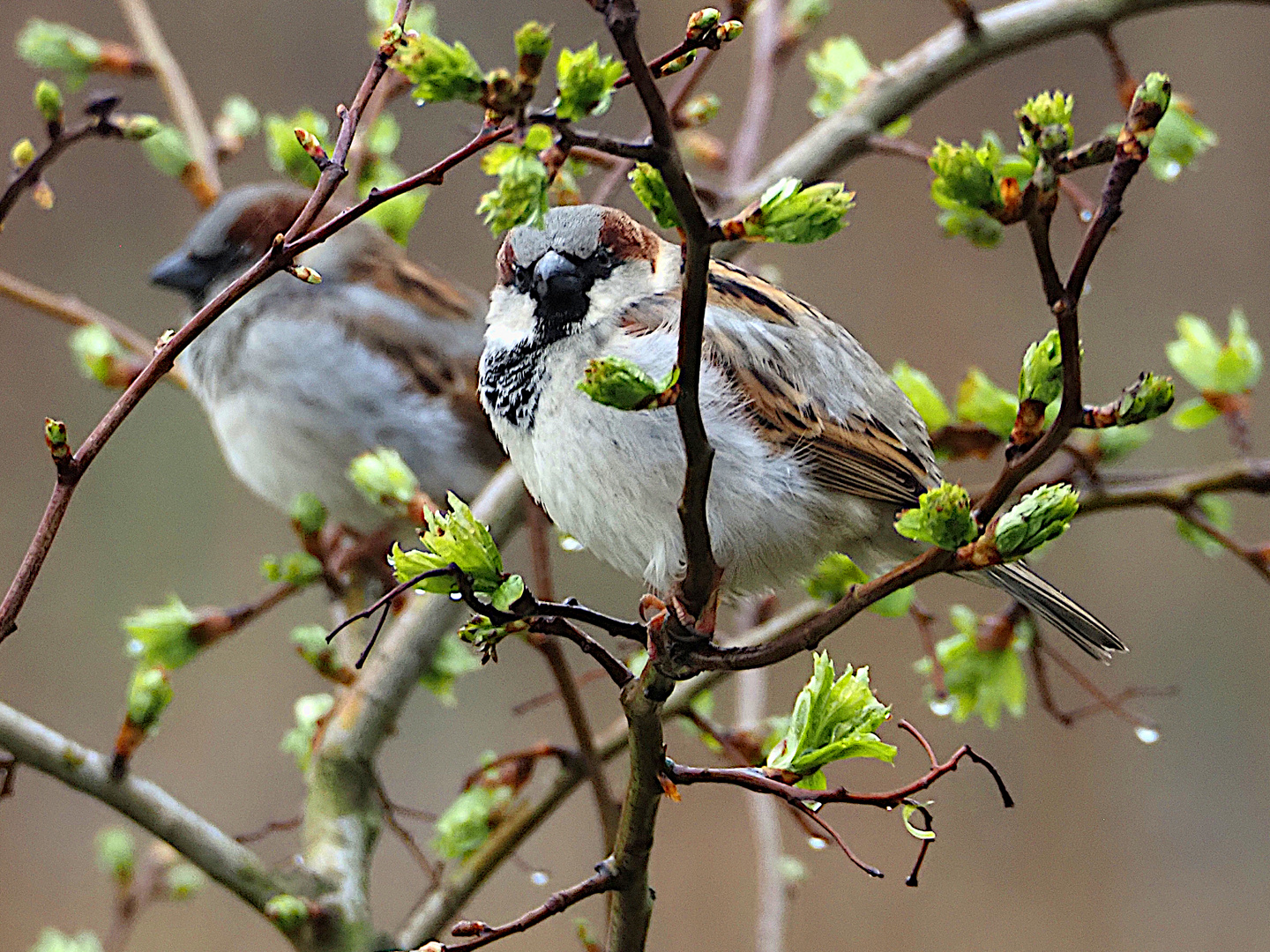 Spatzenfrühling