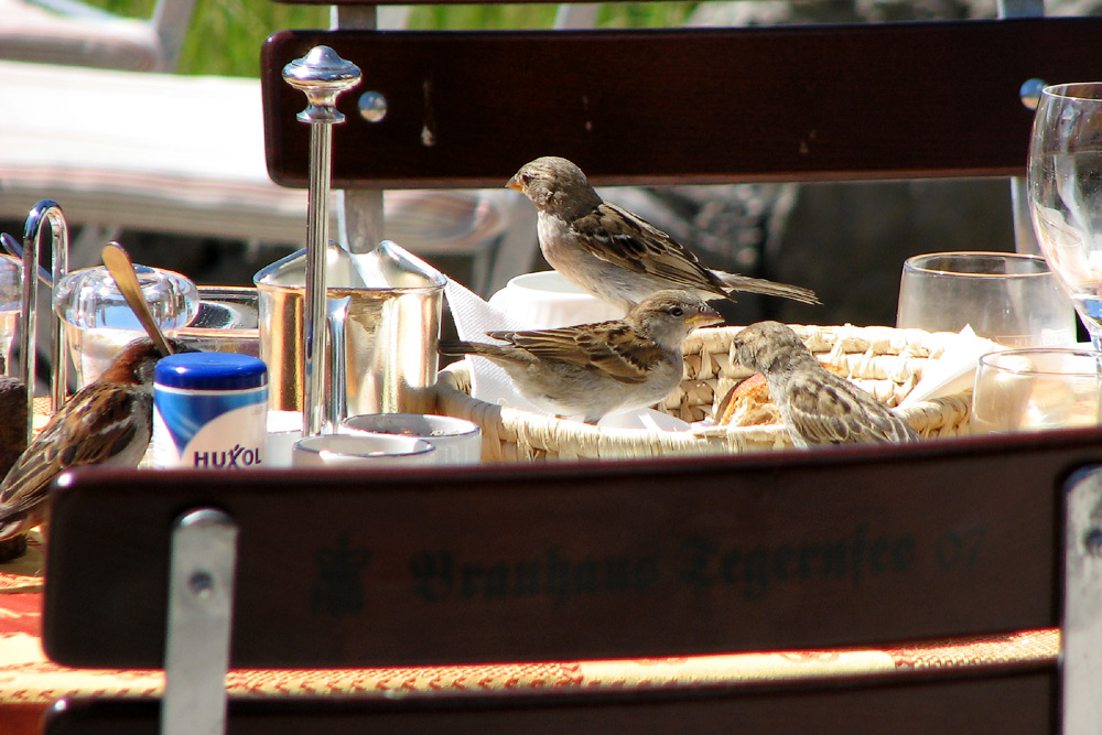 Spatzenfrühstück