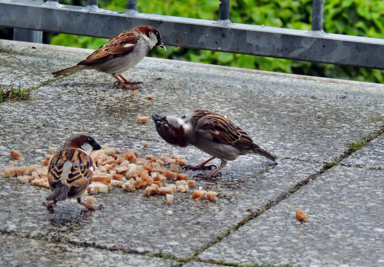 Spatzenfrühstück