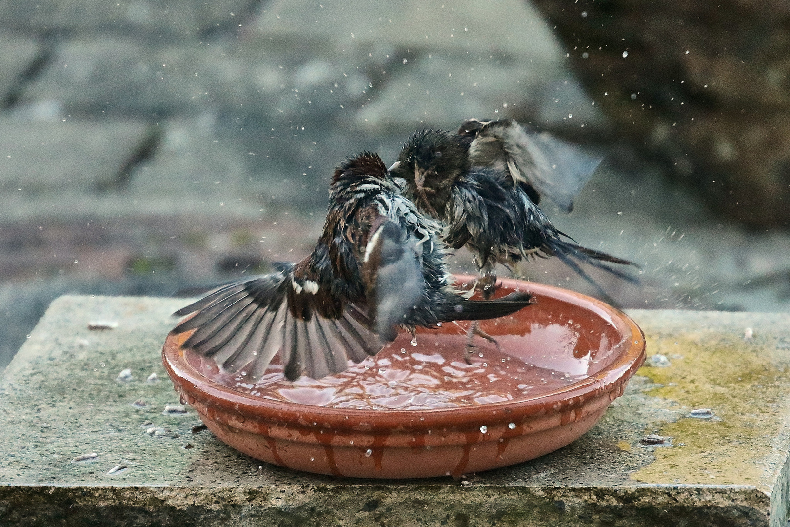 Spatzengerangel ums Wasser...