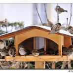 Spatzeninvasion am Vogelfutterhaus