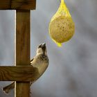 Spatzenknödel?