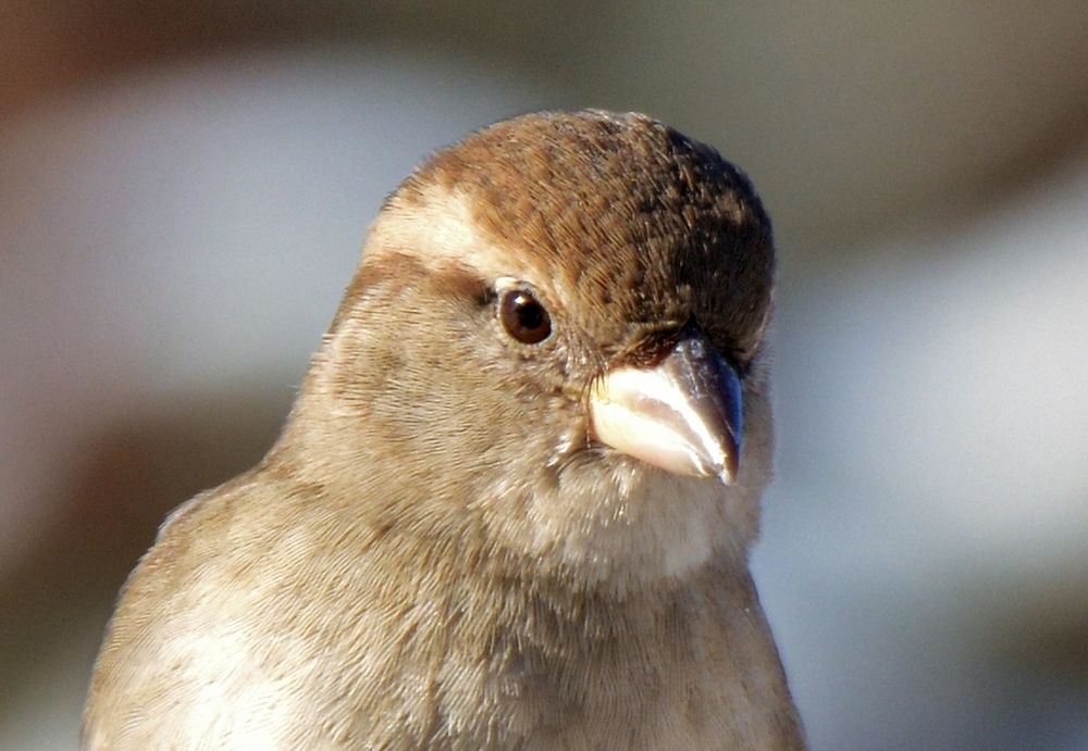 Spatzenmädchen Portrait