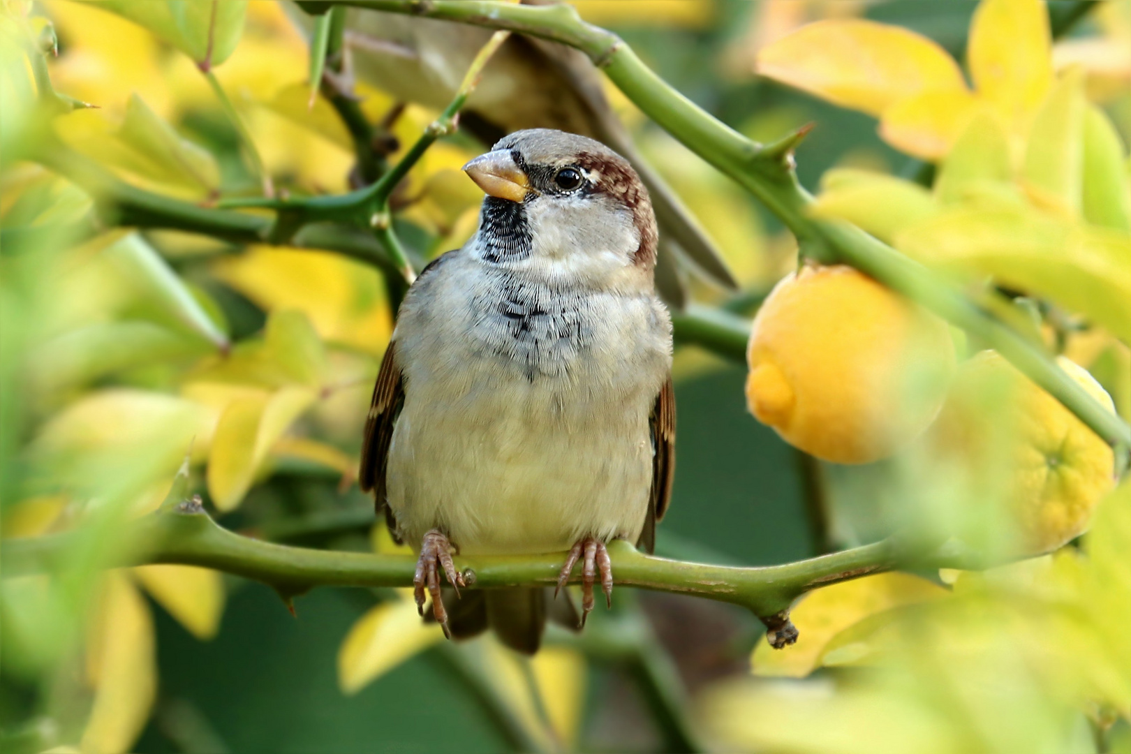 Spatzenmännchen im Zitronenbaum