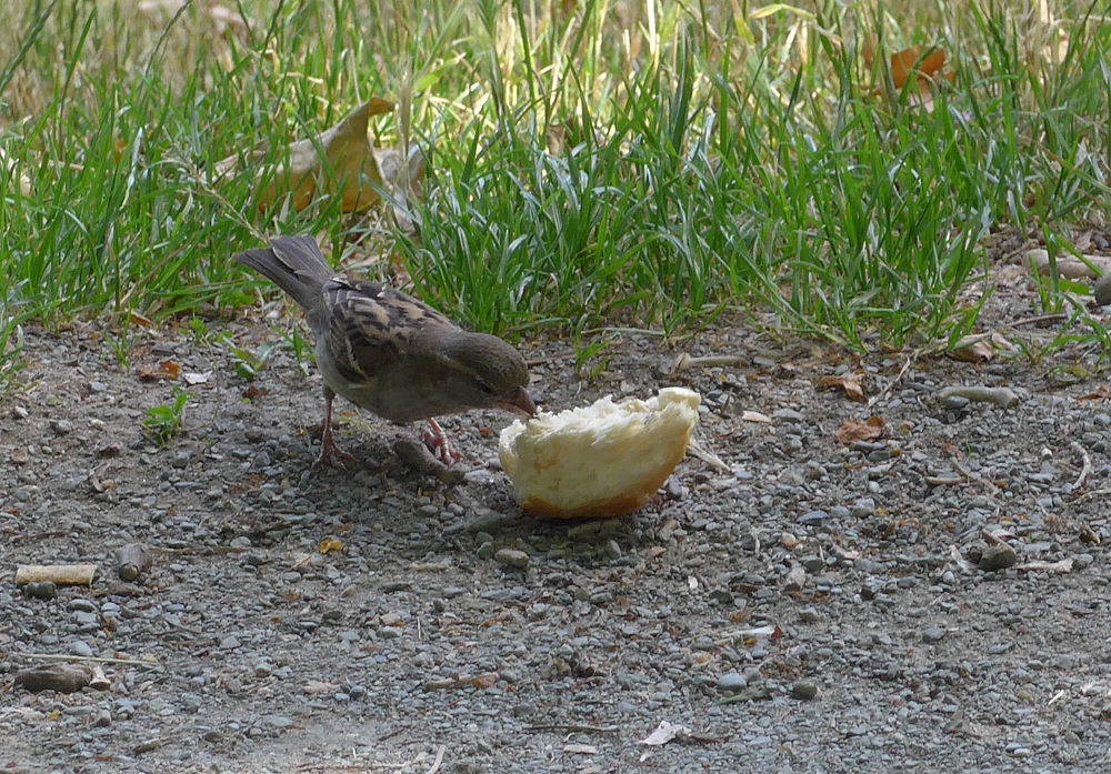 Spatzenmahlzeit