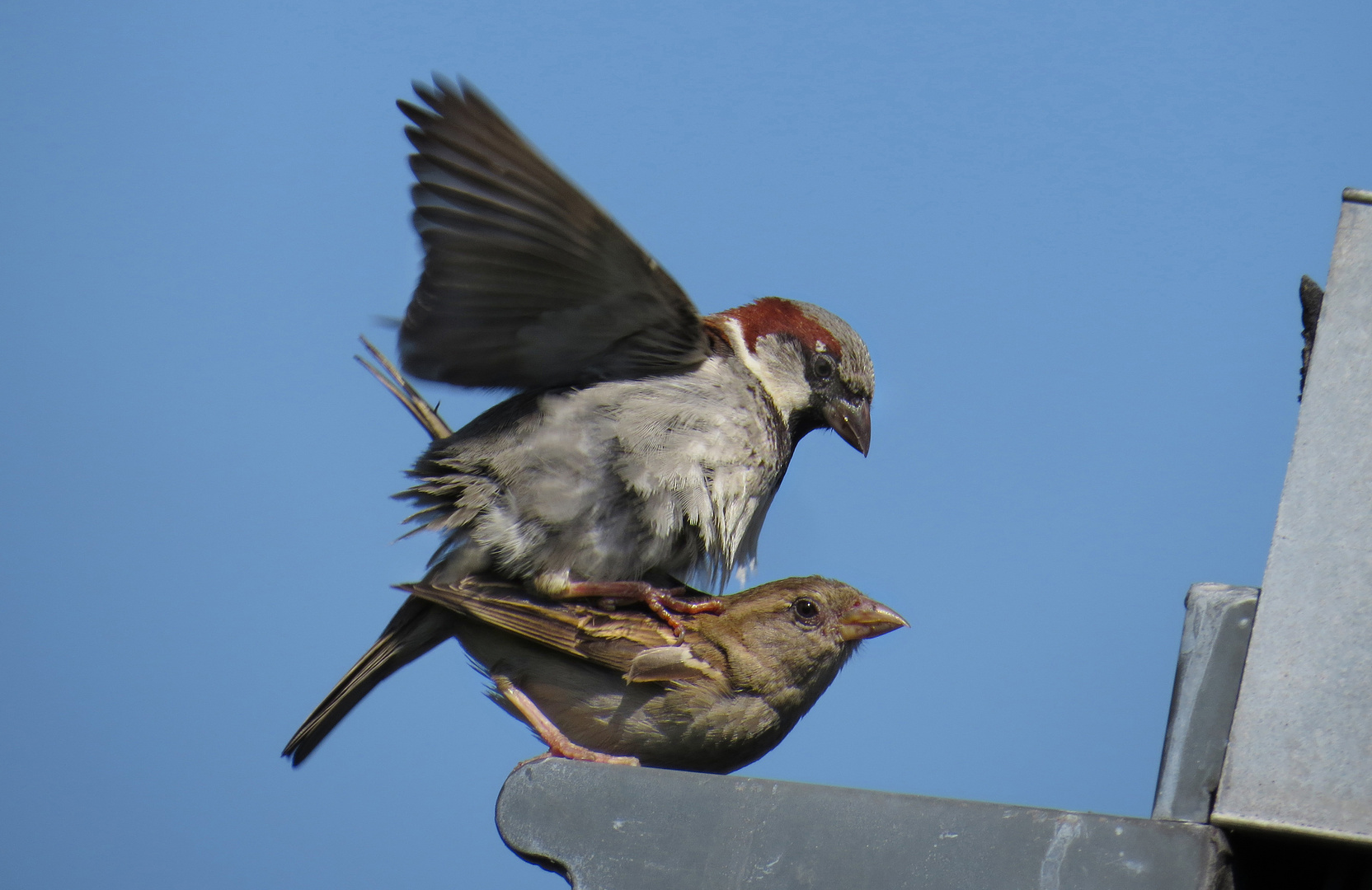 Spatzenparung, Sparrows mating, Passer domesticus