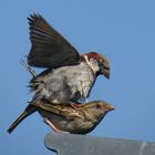 Spatzenparung, Sparrows mating, Passer domesticus