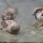 Spatzenwäsche - Schleudergang unter Aufsicht