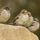 "SPATZ....für euch drei immer noch Herr Sperling!!!"