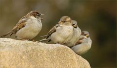 "SPATZ....für euch drei immer noch Herr Sperling!!!"