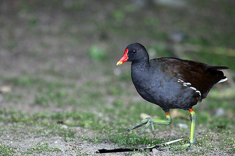 Spatziergänger