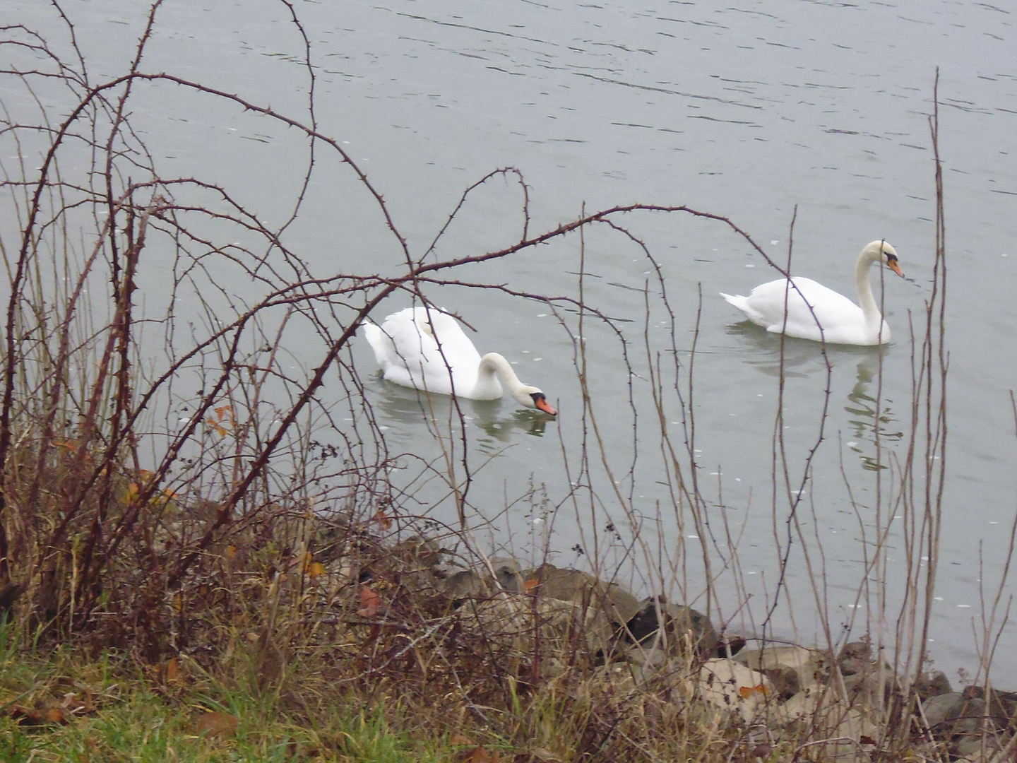 Spatziergang am Rhein