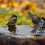 Spatzis am Brunnen 3