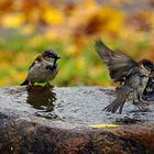 Spatzis am Brunnen 3