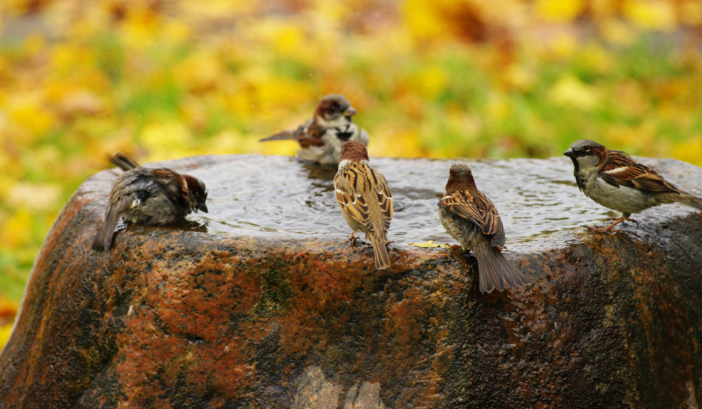 Spatzis am Brunnen