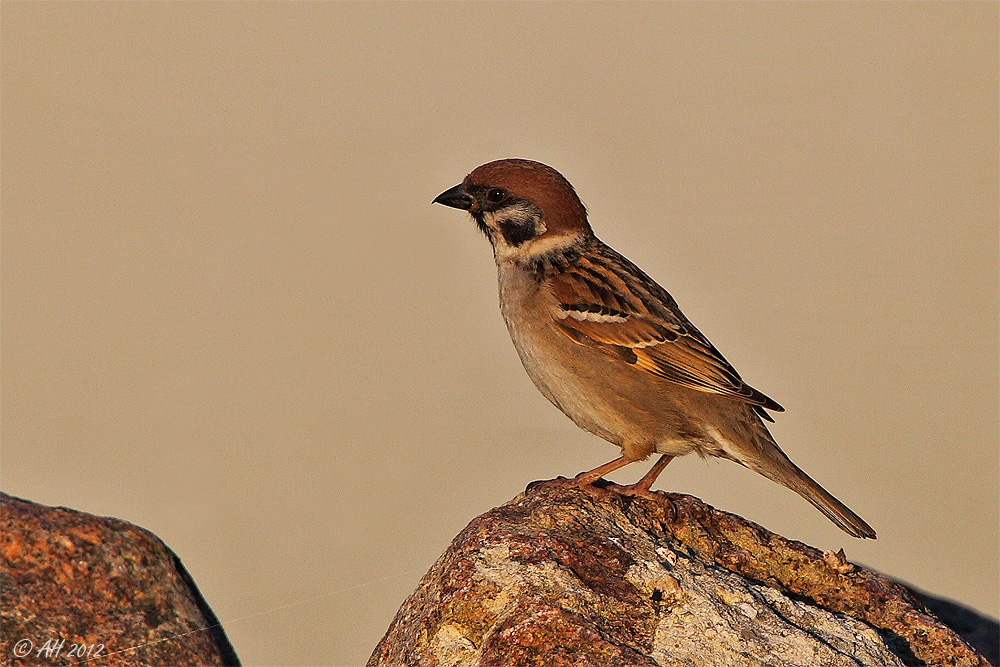 Spatz'l am Abend