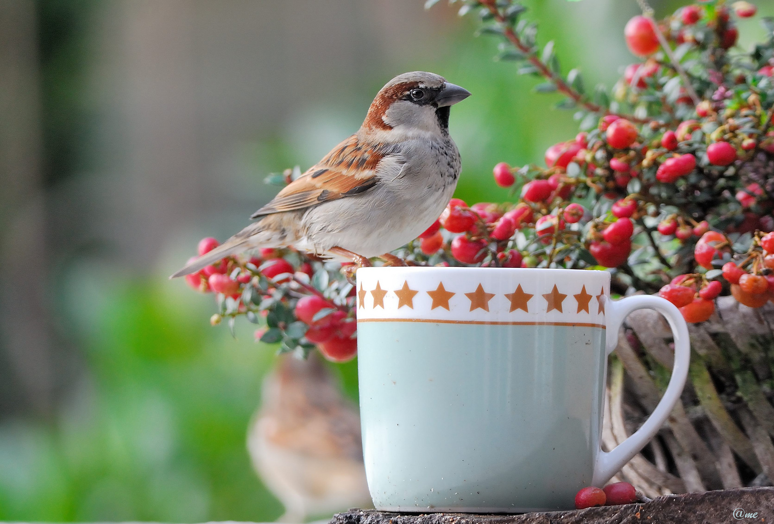 Spatz(Stars) und Sternchen 