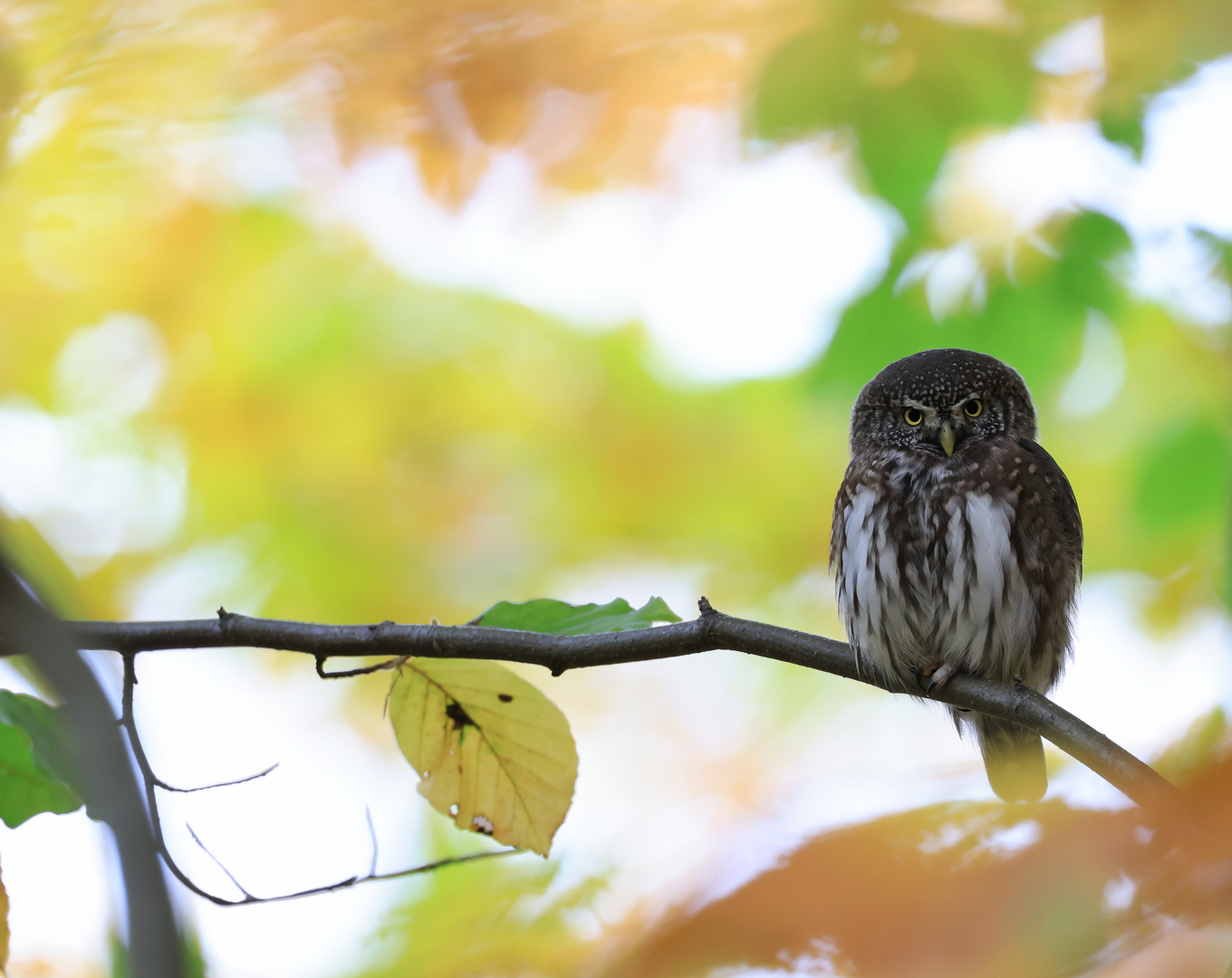 Spauz im Herbstwald