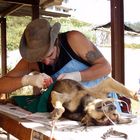 Spaying of Streetdog