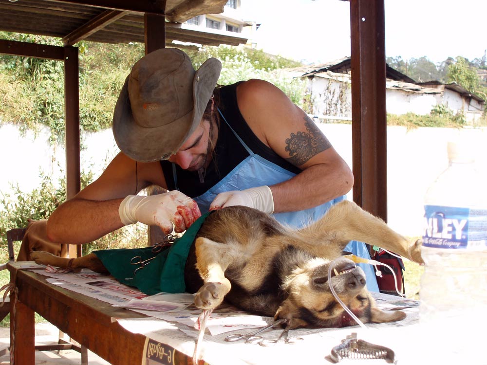 Spaying of Streetdog