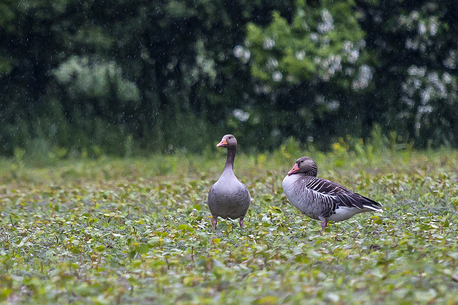 Spaziegang im Regen!8