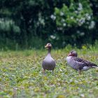 Spaziegang im Regen!8