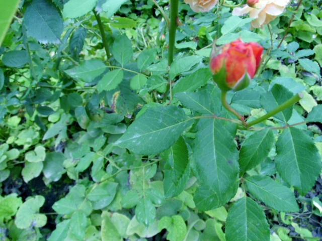 Spazieren durch Planten un Blomen