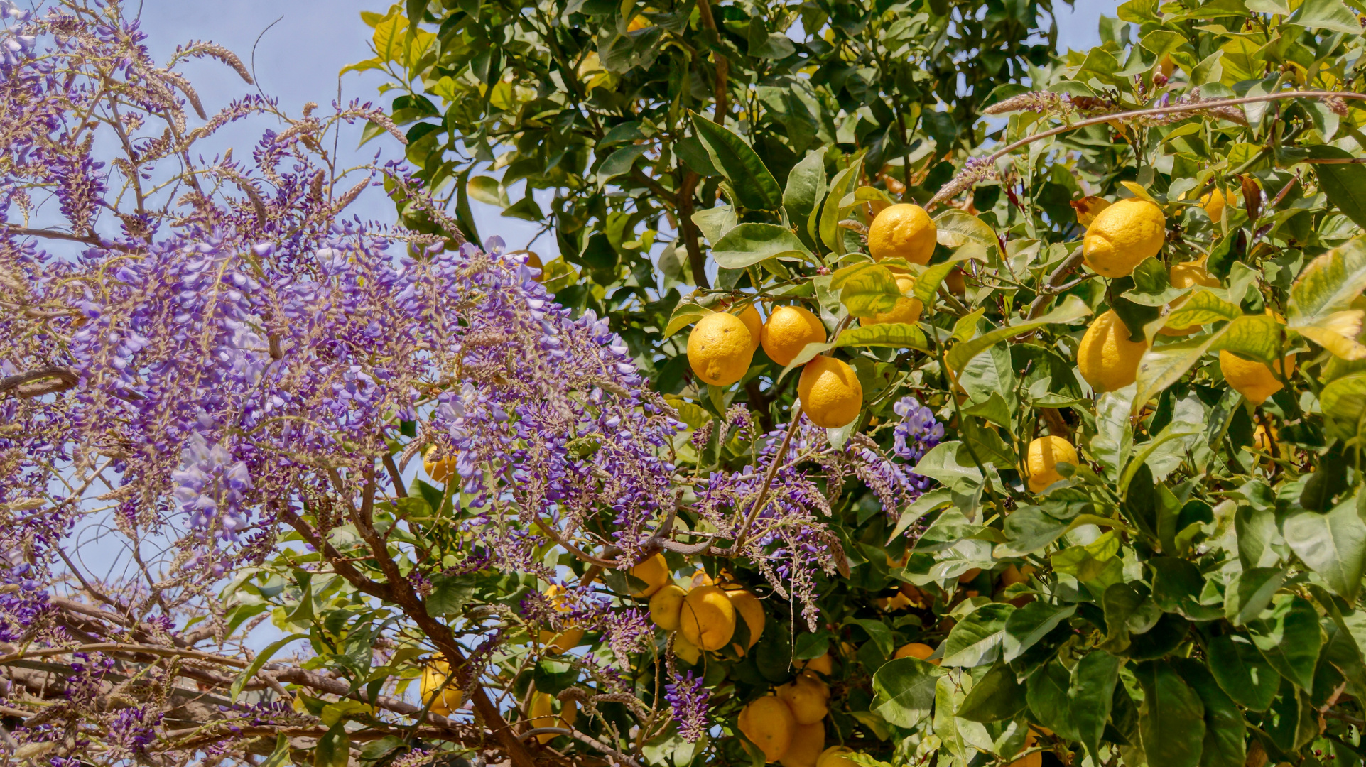 spazieren durch Valldemossas Gärten