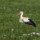 Spazieren durchs Wiesenschaumkraut