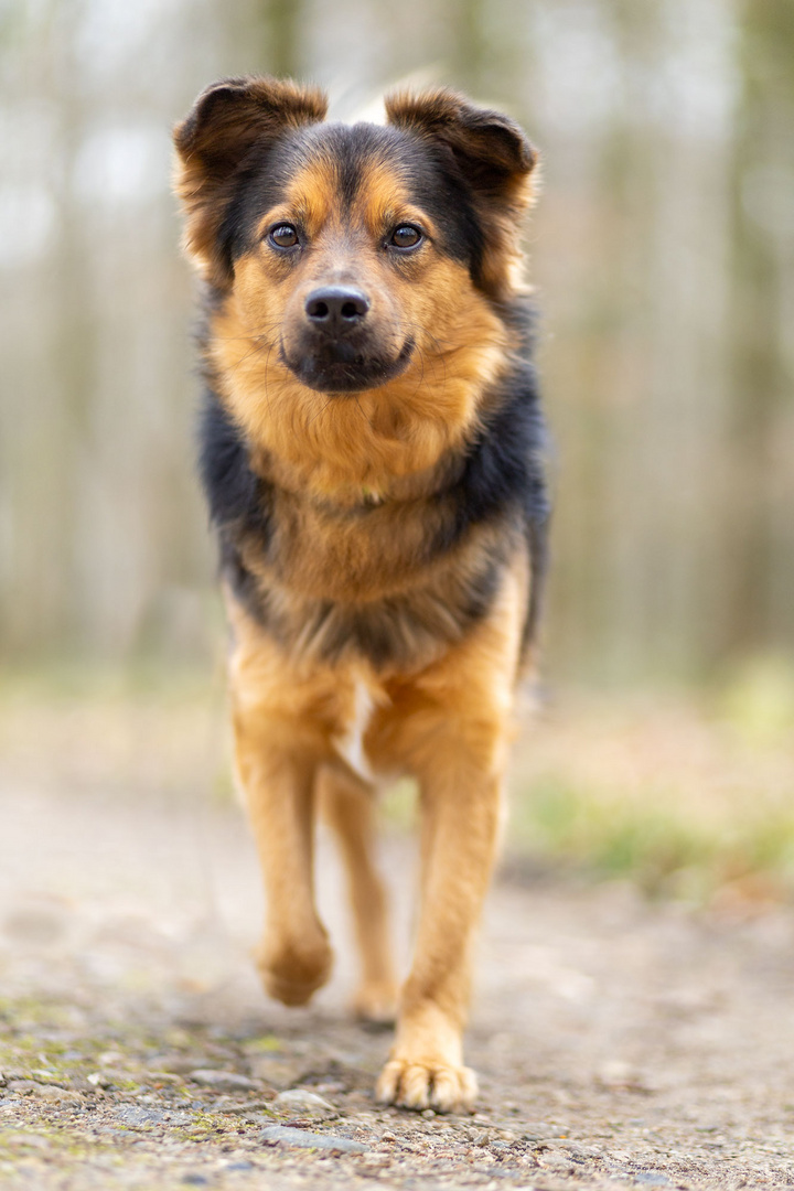 Spazieren ergeben die besten Bilder (mit Hund :-P)