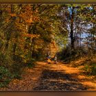 spazieren gehen im Herbstwald