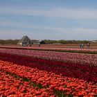 Spazieren im Tulpenland