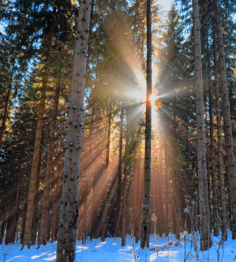 Spazieren im Wald