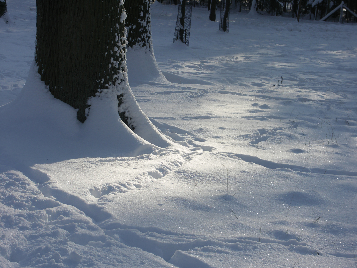 Spazieren im Wald.