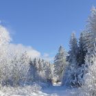 ...spazieren im Winterwald...