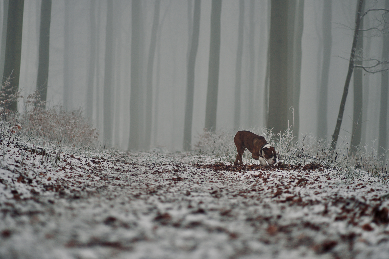 Spazieren mit Hund im Nebel