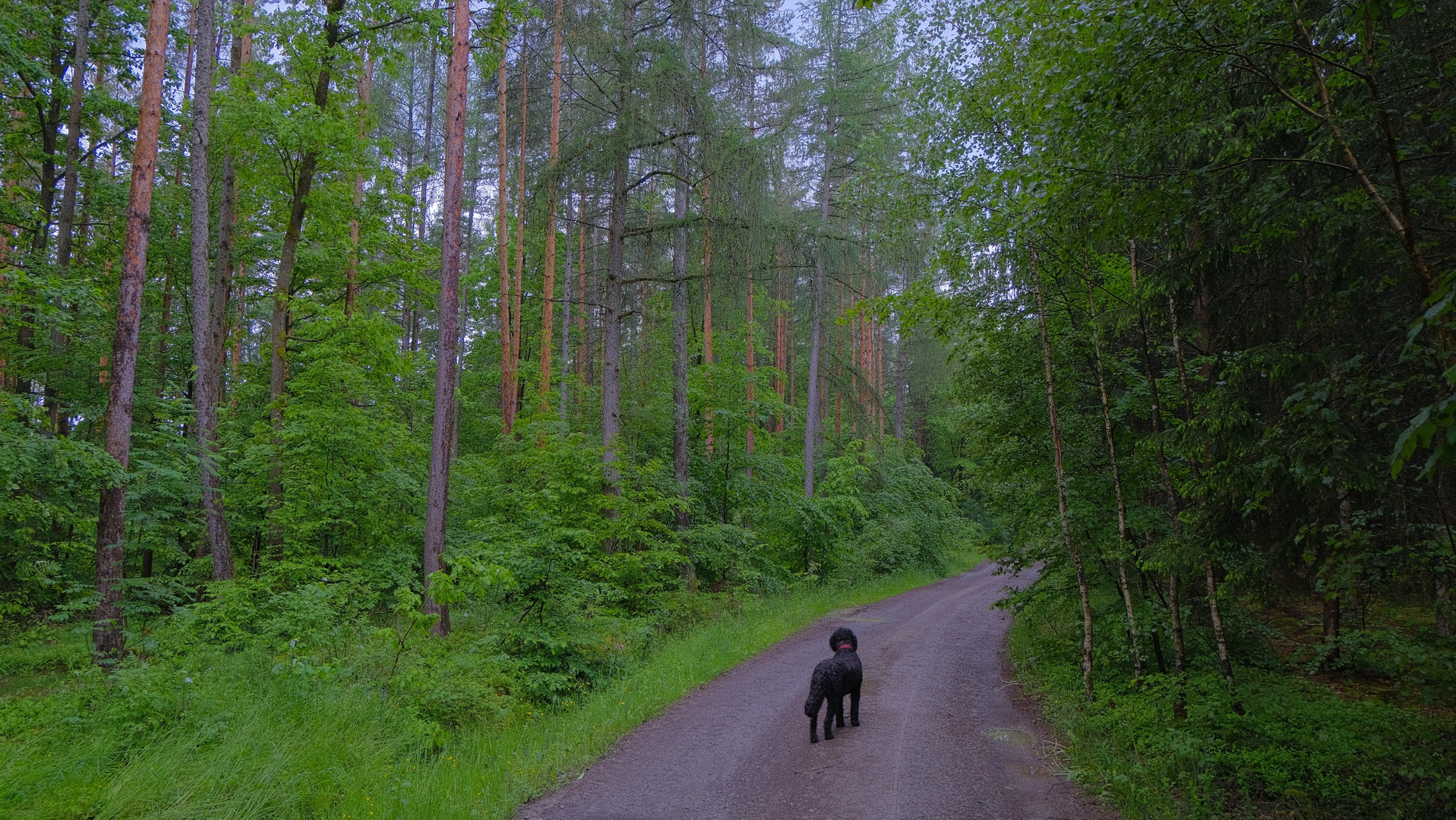 spazierengehen im Wald (pasear por el bosque)